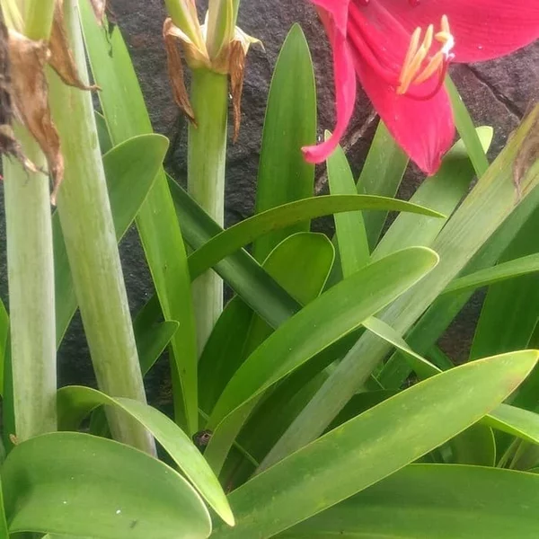 Detail Bunga Bakung Merah Nomer 47