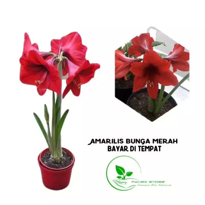 Detail Bunga Bakung Merah Nomer 50