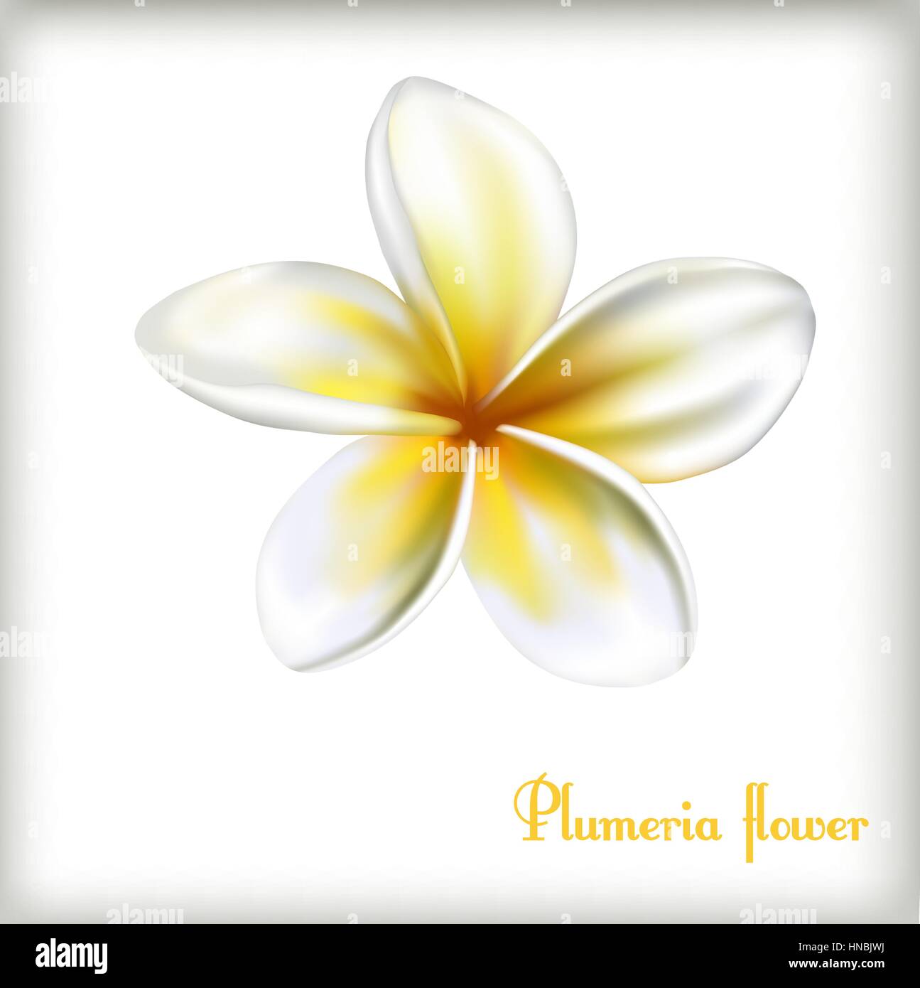 Detail Bunga Bali Vector Nomer 46
