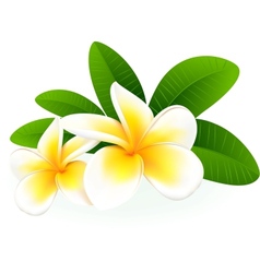 Detail Bunga Bali Vector Nomer 8