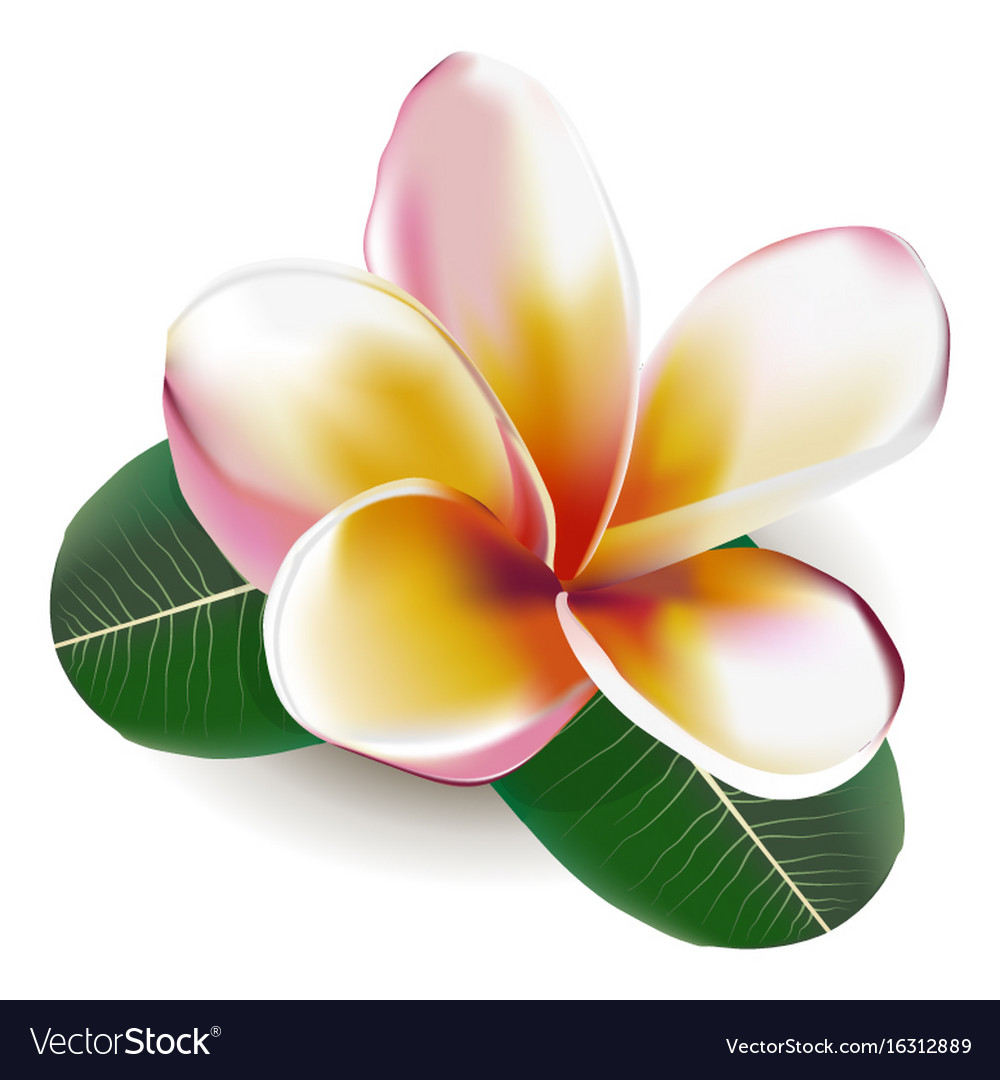 Detail Bunga Bali Vector Nomer 9