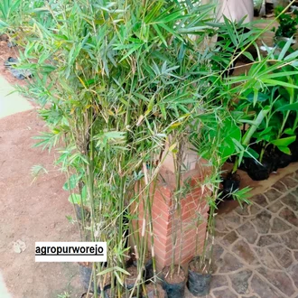 Detail Bunga Bambu Jepang Nomer 56