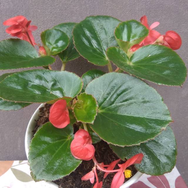 Detail Bunga Begonia Merah Nomer 16