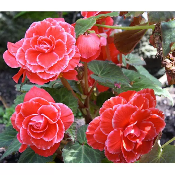 Detail Bunga Begonia Merah Nomer 17