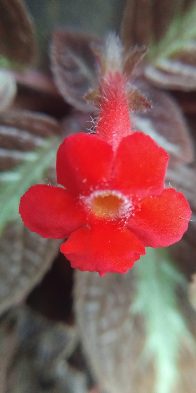 Detail Bunga Begonia Merah Nomer 27