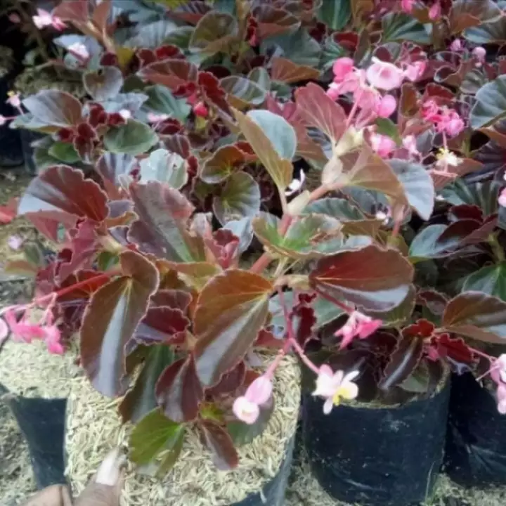 Detail Bunga Begonia Merah Nomer 29