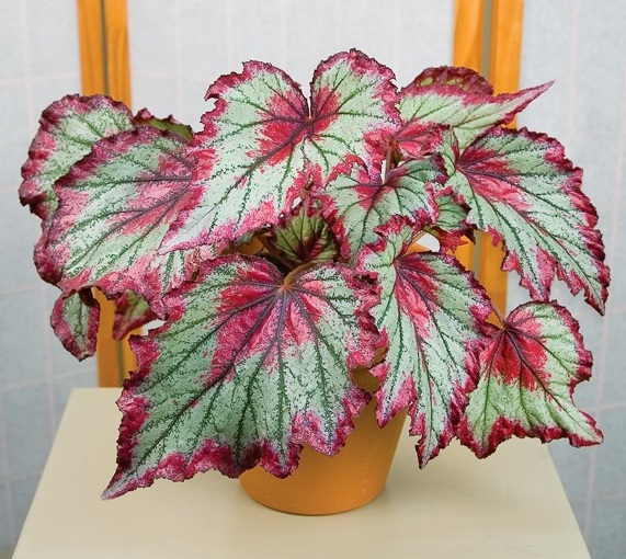 Detail Bunga Begonia Merah Nomer 39