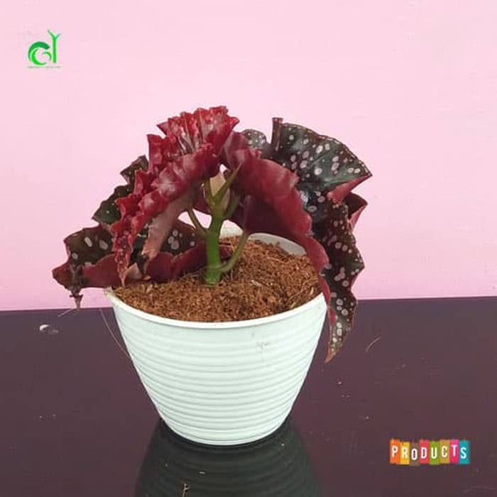 Detail Bunga Begonia Merah Nomer 40