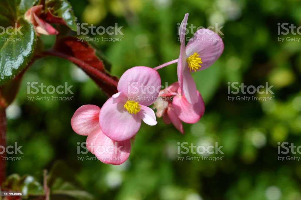 Detail Bunga Begonia Merah Nomer 45