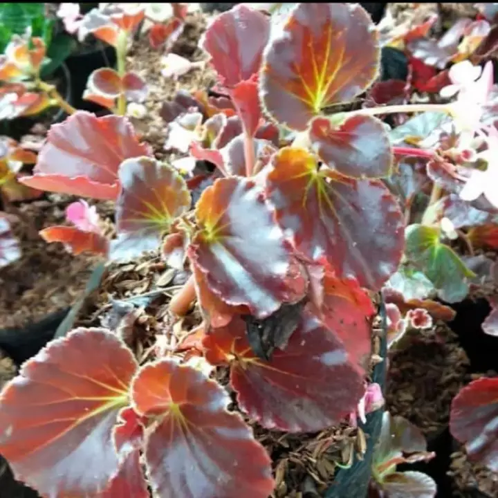 Detail Bunga Begonia Merah Nomer 52