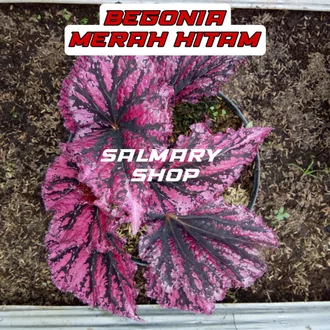 Detail Bunga Begonia Merah Nomer 54