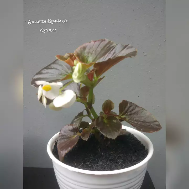 Detail Bunga Begonia Putih Nomer 18
