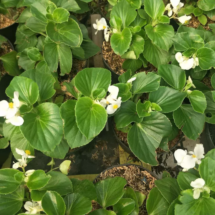 Detail Bunga Begonia Putih Nomer 25