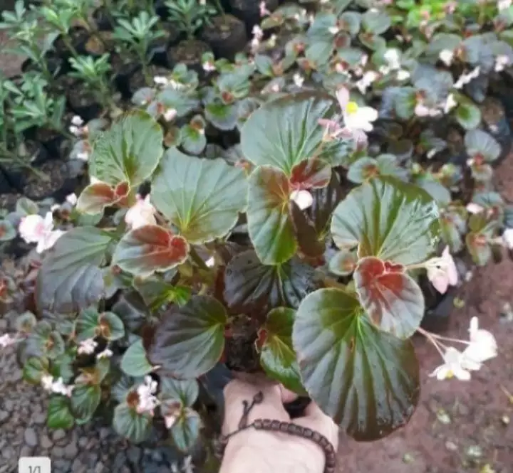Detail Bunga Begonia Putih Nomer 26