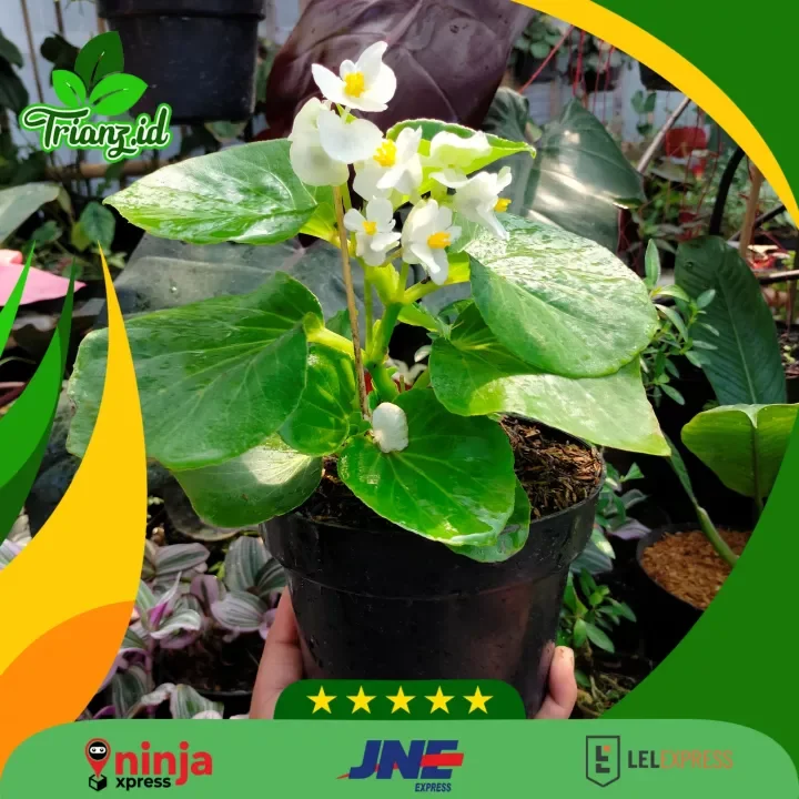 Detail Bunga Begonia Putih Nomer 27
