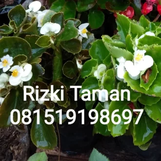 Detail Bunga Begonia Putih Nomer 28