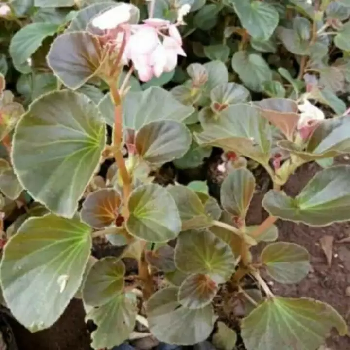 Detail Bunga Begonia Putih Nomer 31