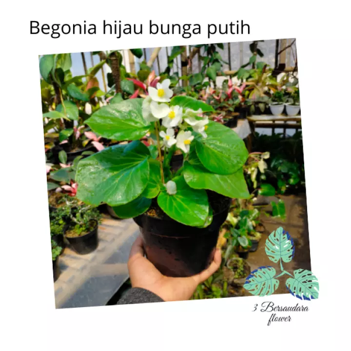 Detail Bunga Begonia Putih Nomer 35