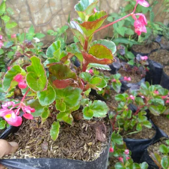 Detail Bunga Begonia Putih Nomer 37