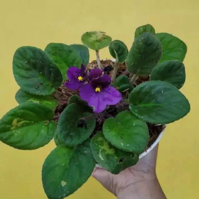 Detail Bunga Begonia Ungu Nomer 21