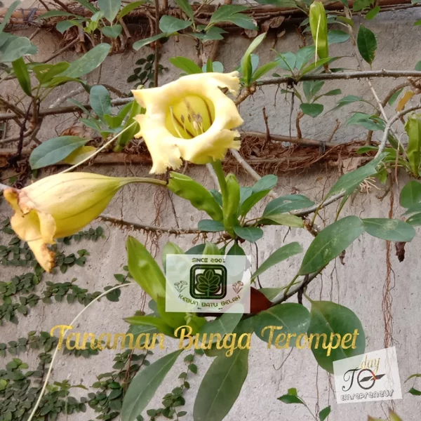 Detail Bunga Berbentuk Terompet Nomer 16