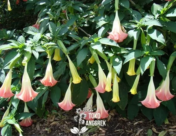 Detail Bunga Berbentuk Terompet Nomer 35
