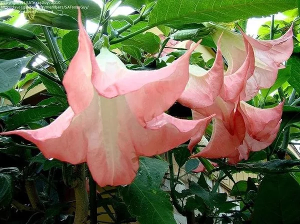 Detail Bunga Berbentuk Terompet Nomer 36