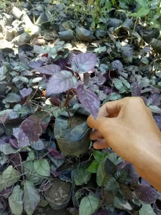Detail Bunga Berdaun Ungu Nomer 44