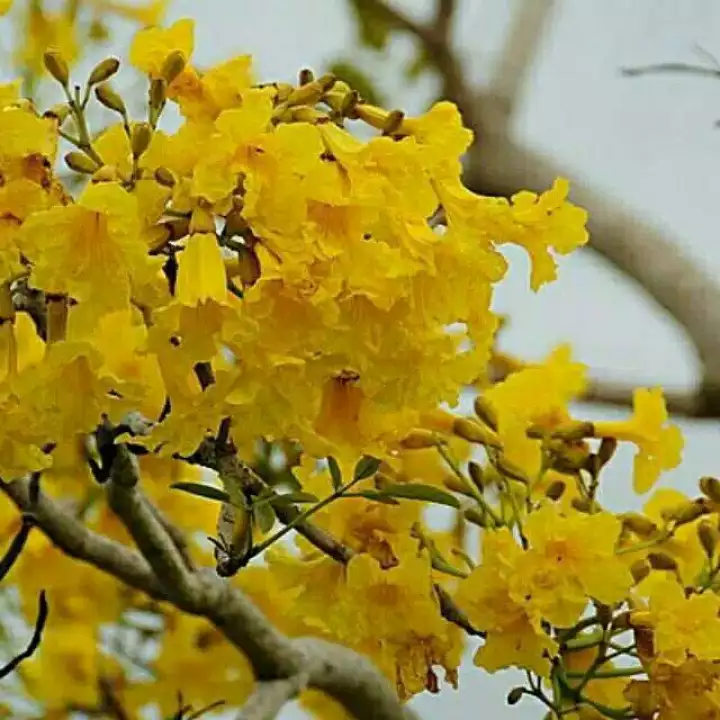 Detail Bunga Berwarna Kuning Di Indonesia Nomer 40