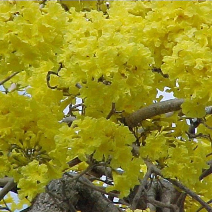 Detail Bunga Berwarna Kuning Di Indonesia Nomer 53