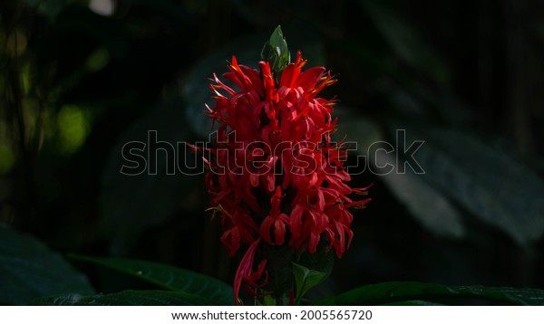 Detail Bunga Berwarna Merah Nomer 31