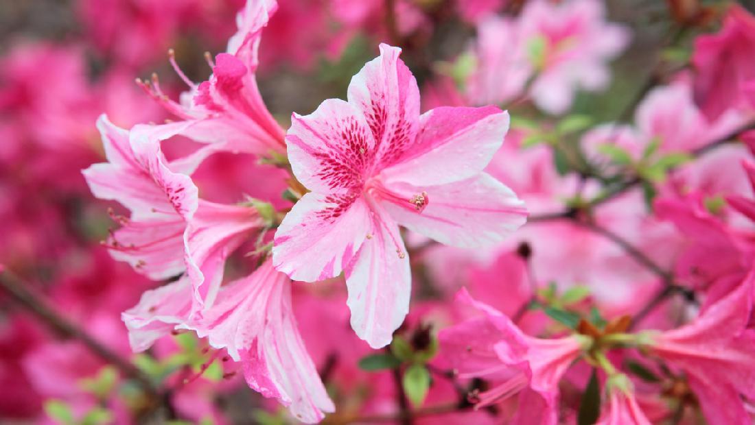Bunga Berwarna Pink - KibrisPDR