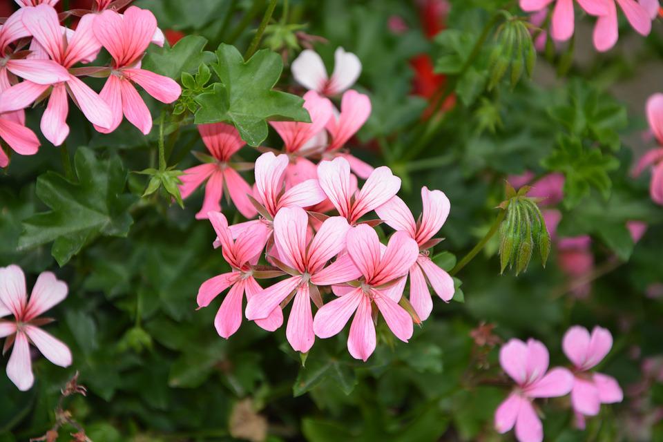 Detail Bunga Berwarna Pink Nomer 12