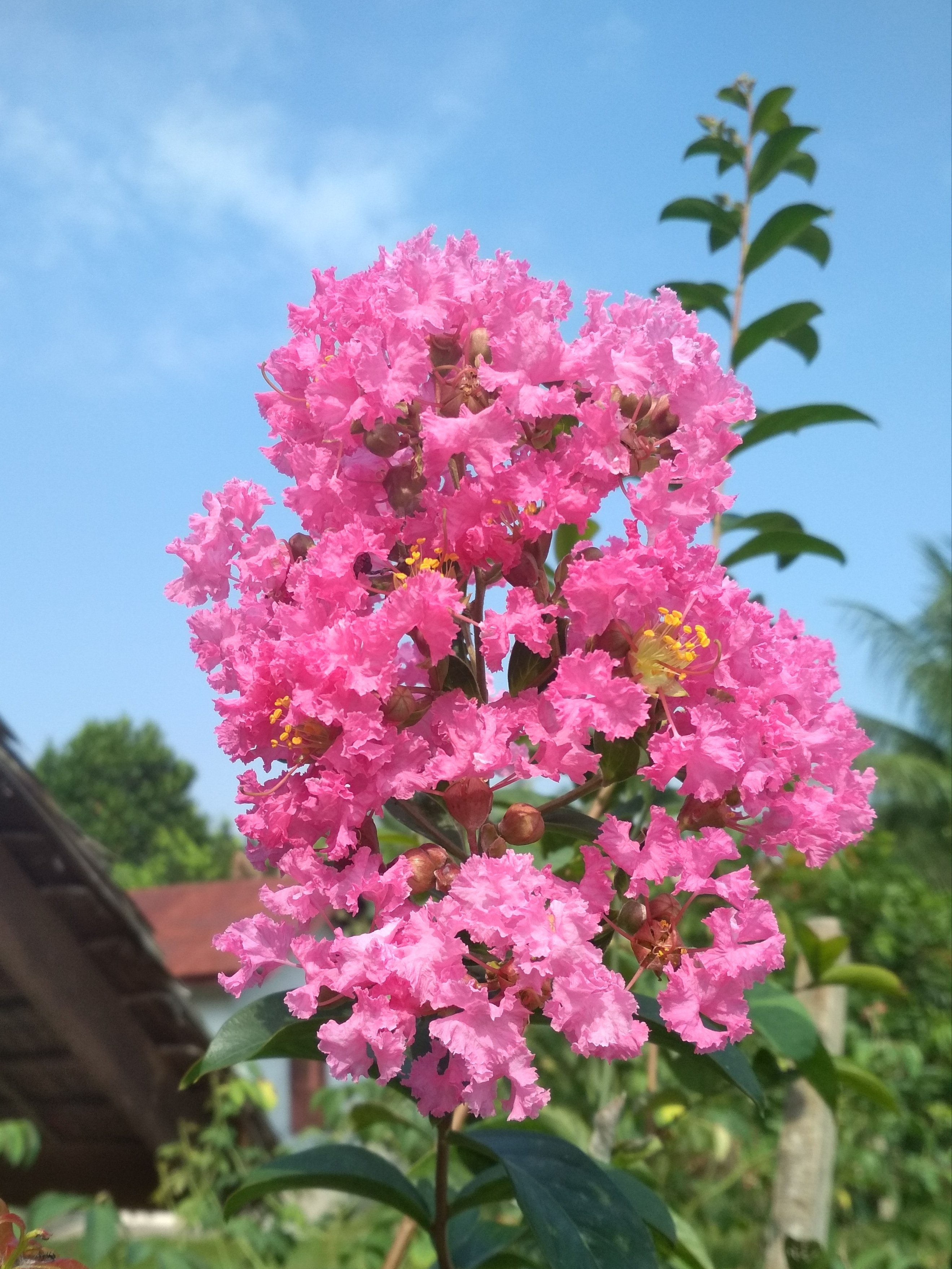 Download Bunga Berwarna Pink Nomer 26