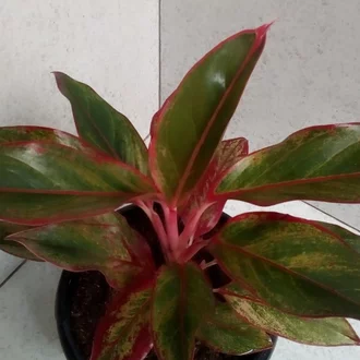 Detail Bunga Bibir Merah Nomer 14