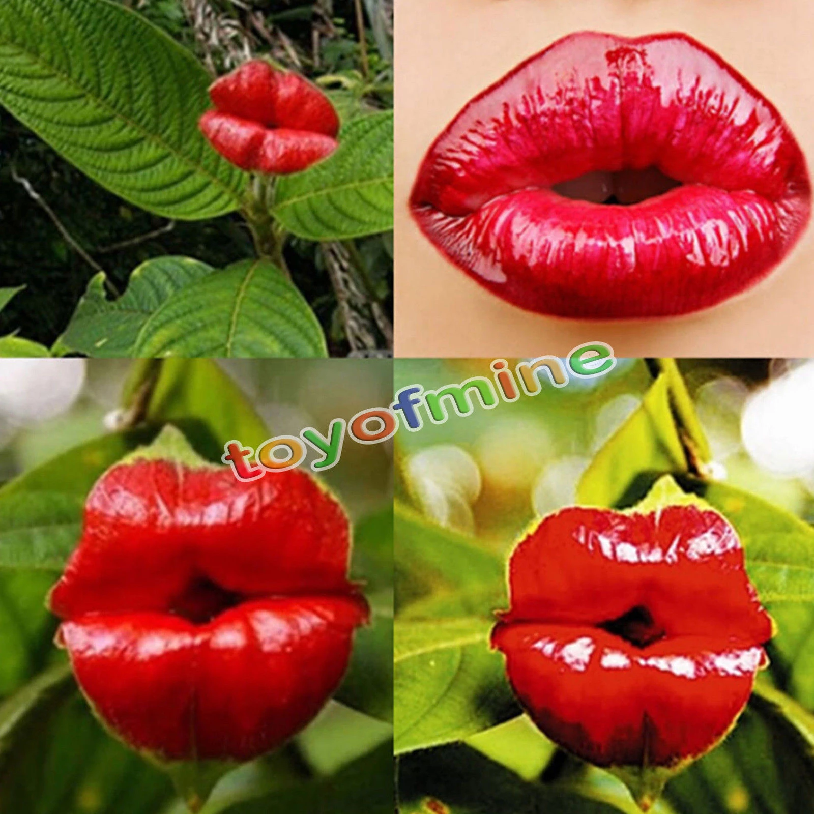 Detail Bunga Bibir Merah Nomer 23