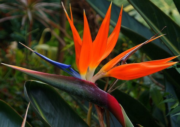 Detail Bunga Bird Of Paradise Nomer 5