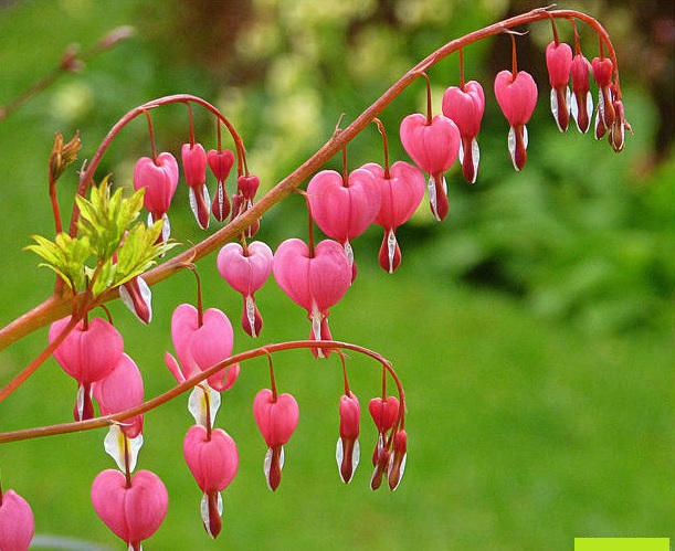 Bunga Bleeding Heart - KibrisPDR