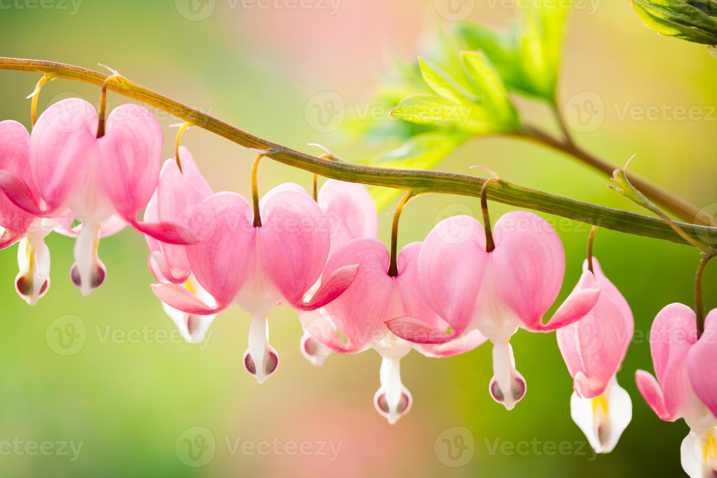 Detail Bunga Bleeding Heart Nomer 12