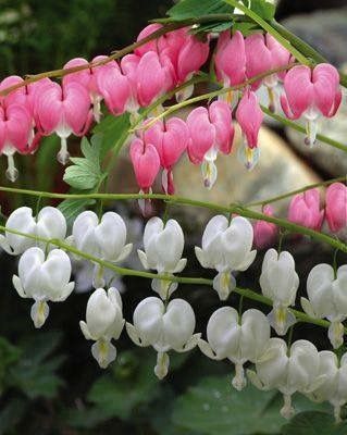 Detail Bunga Bleeding Heart Nomer 15