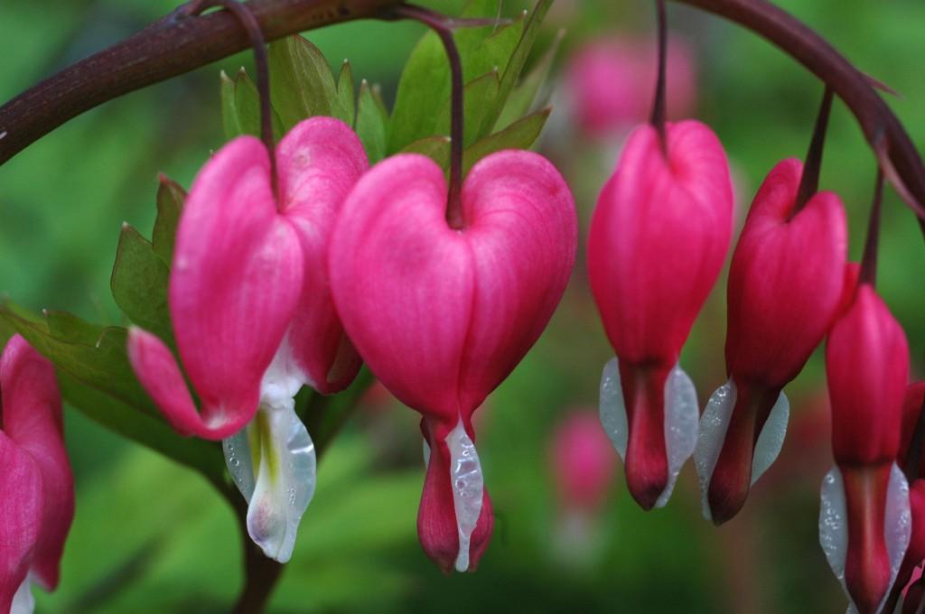Detail Bunga Bleeding Heart Nomer 16