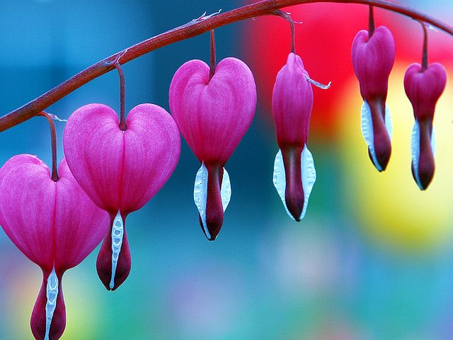 Detail Bunga Bleeding Heart Nomer 17