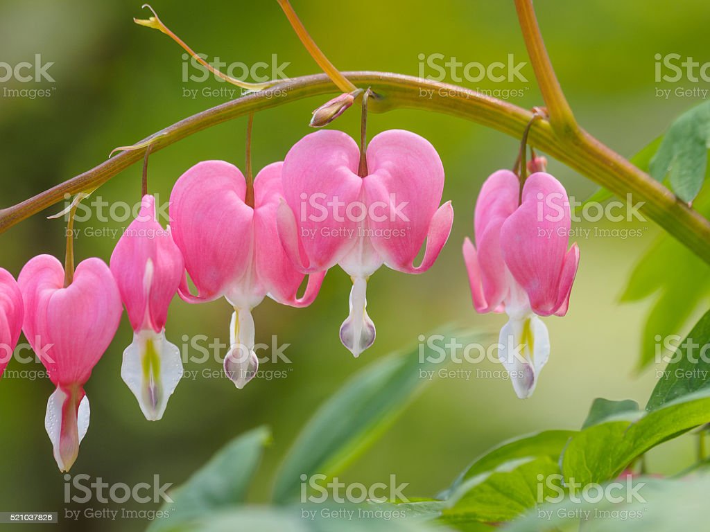 Detail Bunga Bleeding Heart Nomer 18