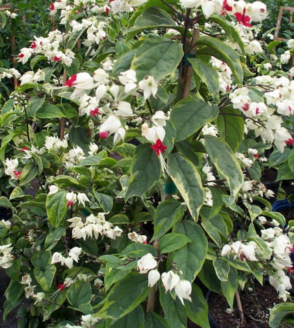 Detail Bunga Bleeding Heart Nomer 23