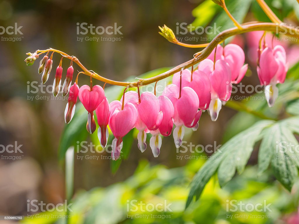 Detail Bunga Bleeding Heart Nomer 26