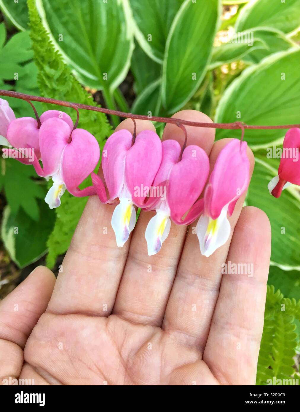 Detail Bunga Bleeding Heart Nomer 27