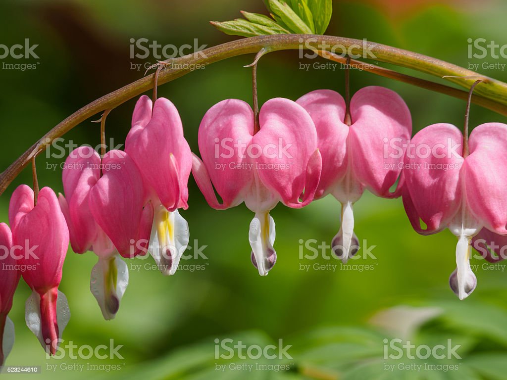 Detail Bunga Bleeding Heart Nomer 31
