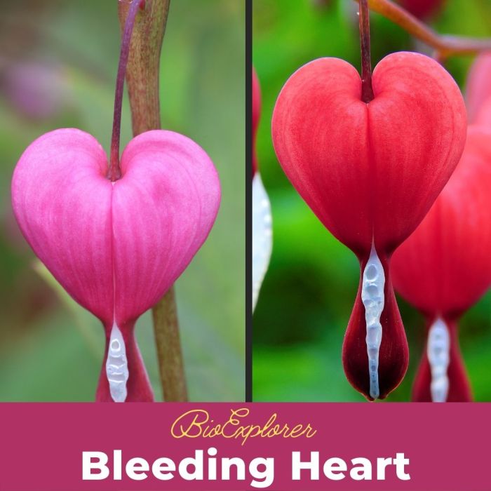 Detail Bunga Bleeding Heart Nomer 32