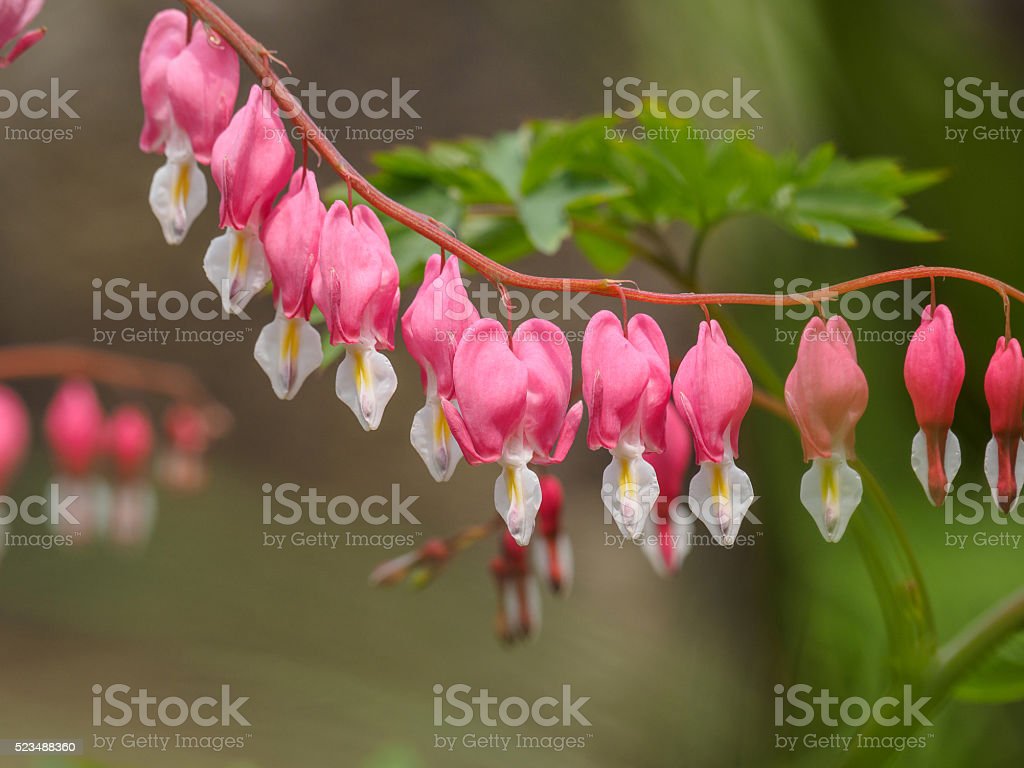 Detail Bunga Bleeding Heart Nomer 35