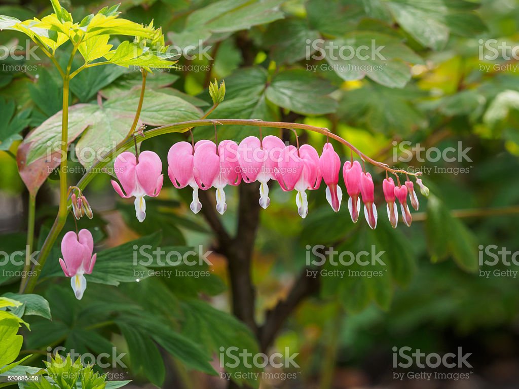 Detail Bunga Bleeding Heart Nomer 38